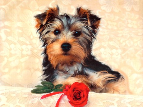 Papel De Parede Cute Dog Animais Tudocelularcom