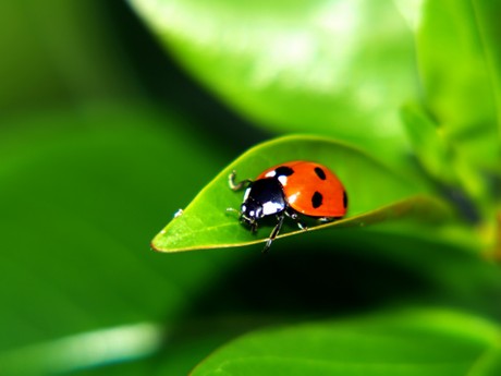 Papel De Parede Ladybug On A Leaf Para Samsung Galaxy Tab 2 7