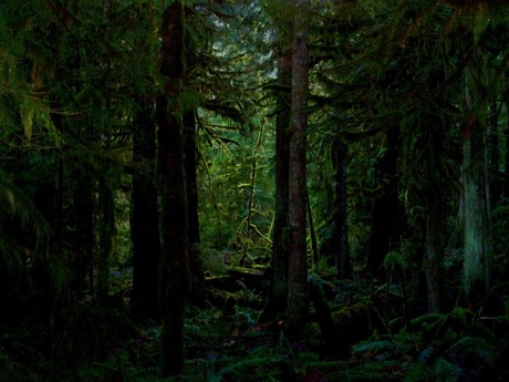 Papel De Parede Dark Forest Natureza Tudocelularcom