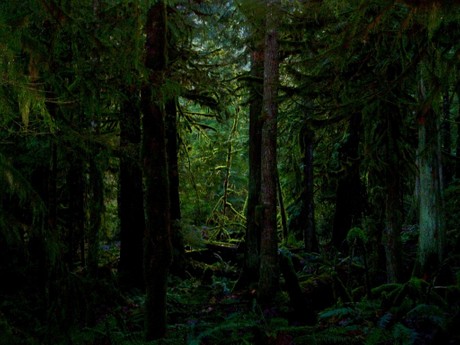 Papel De Parede Dark Forest Natureza Tudocelularcom
