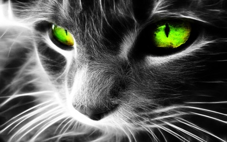 Papel De Parede Green Eyes Cat Para Lg X Power Tudocelularcom