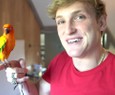 Voltou atrás? YouTube volta a monetizar o canal de Logan Paul